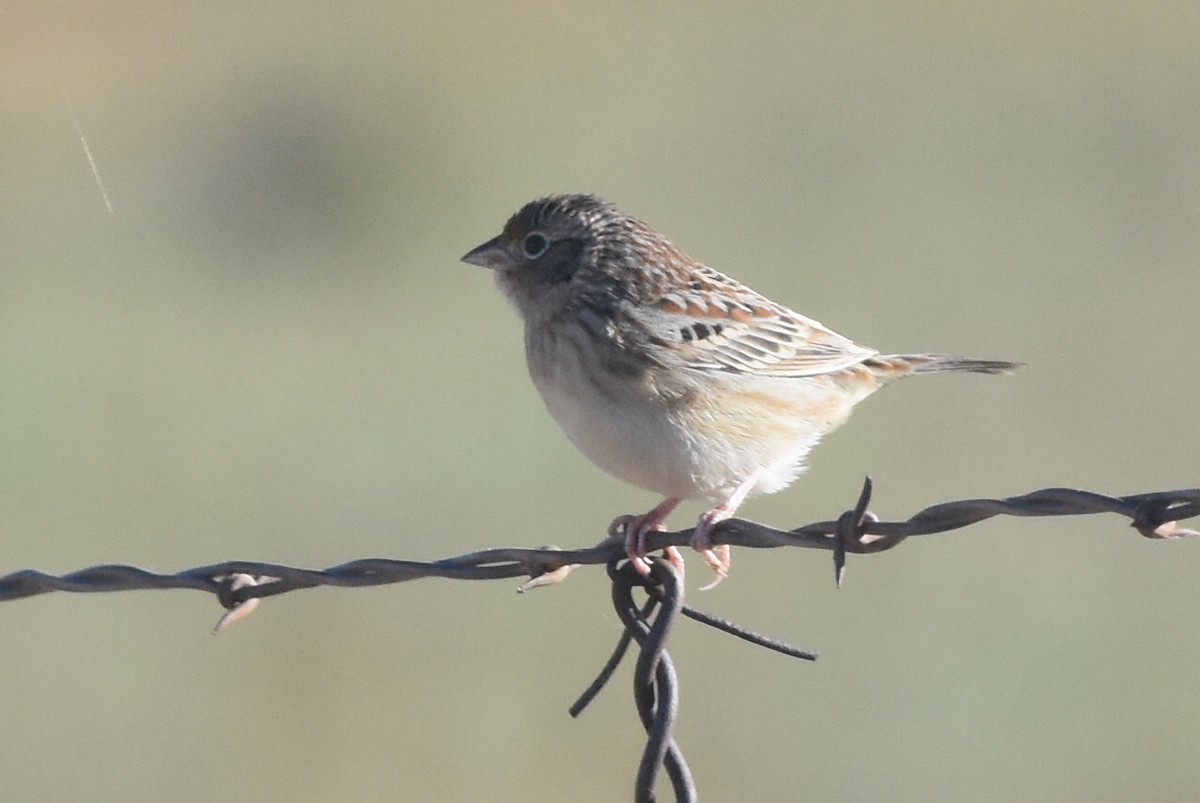 Grasshopper Sparrow - ML271546711