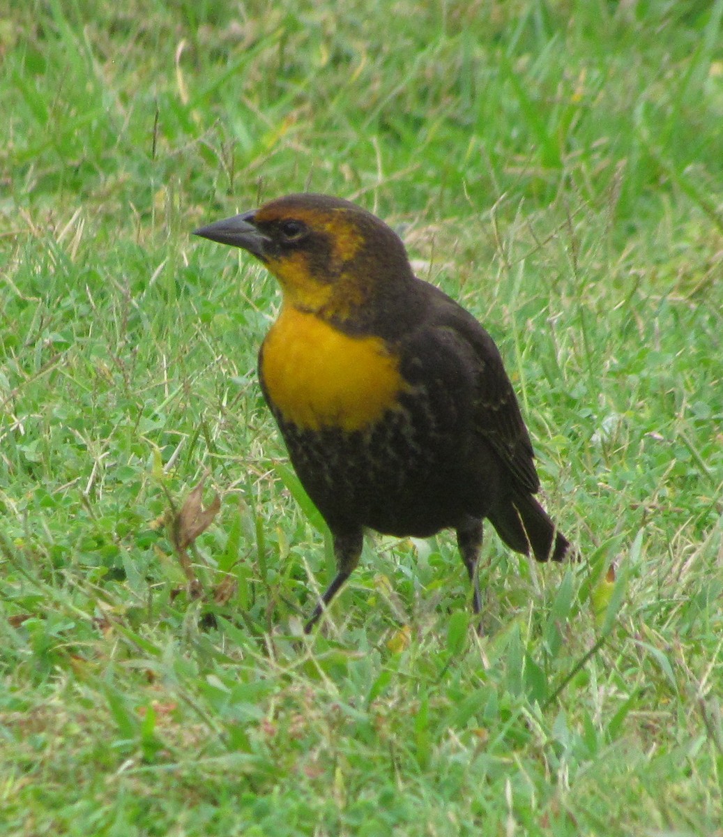 Yellow-headed Blackbird - Darren Dowell