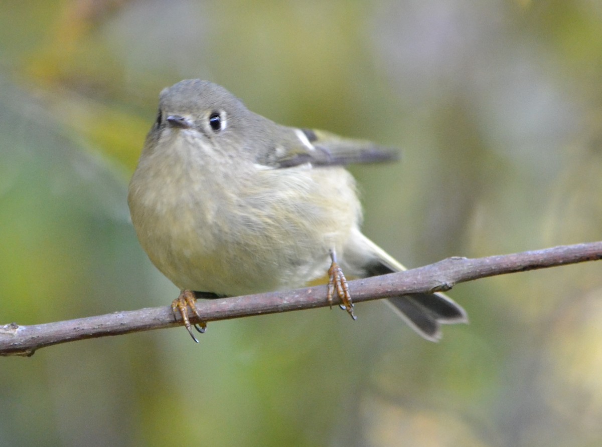 Ruby-crowned Kinglet - Chris Tessaglia-Hymes
