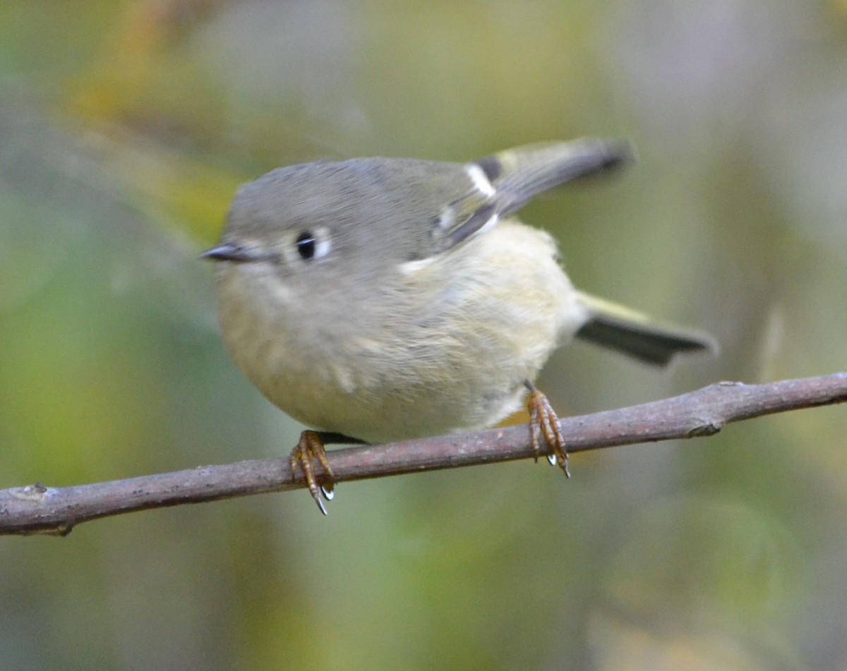 Ruby-crowned Kinglet - Chris Tessaglia-Hymes