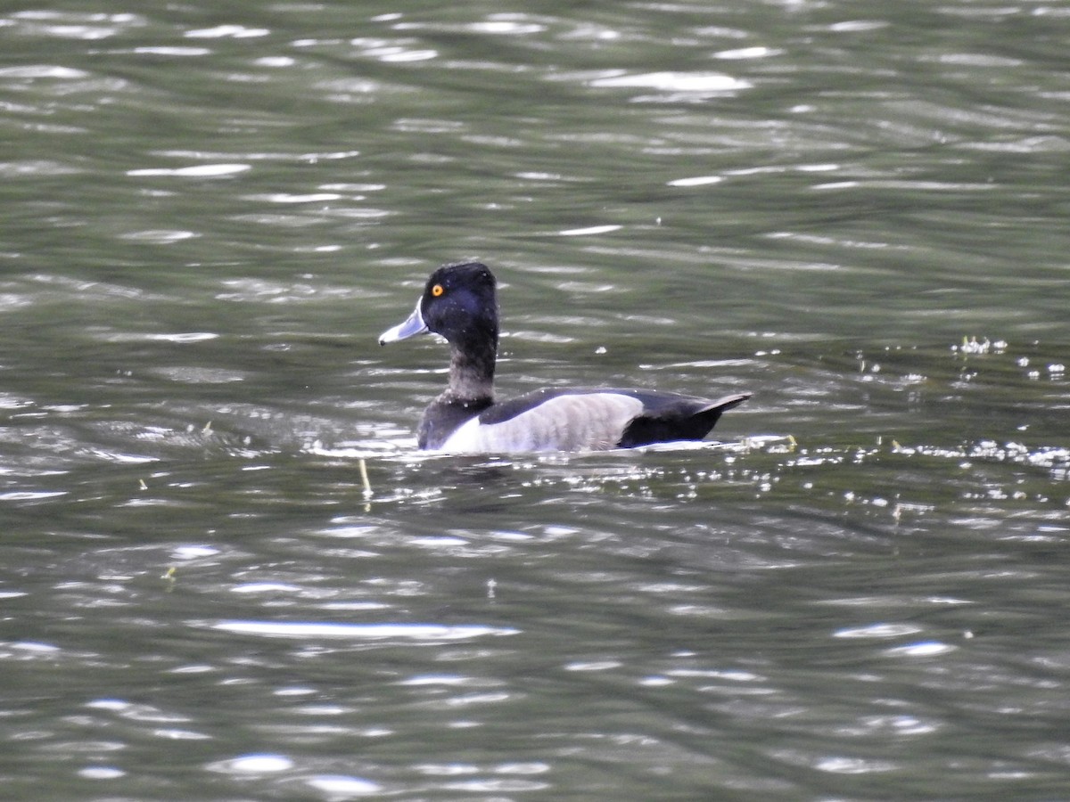 Ring-necked Duck - ML271549941