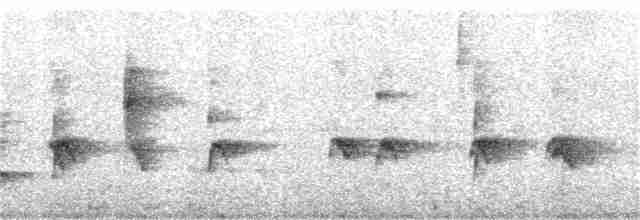 Troglodyte coraya - ML271550621