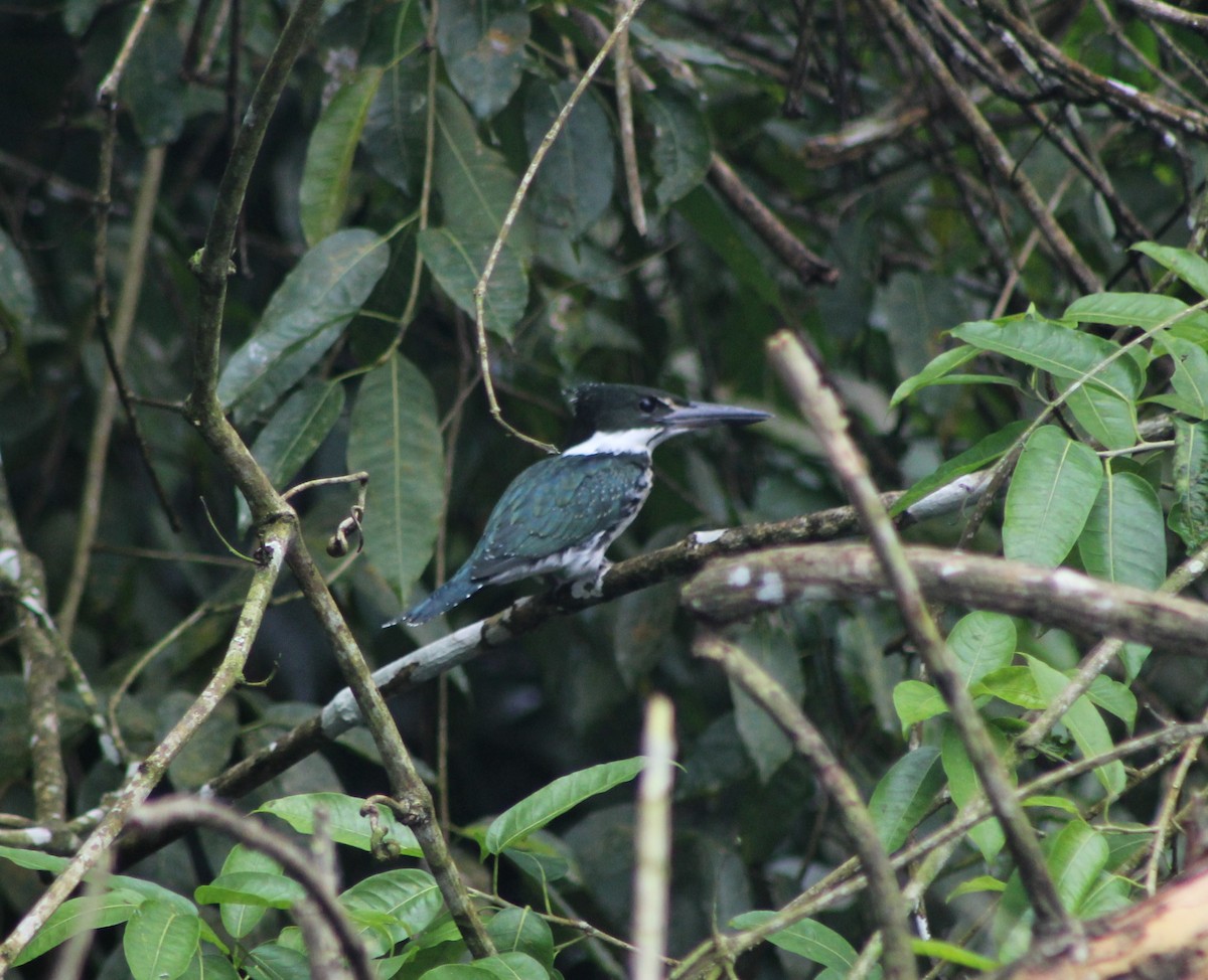 Amazon Kingfisher - Ibeth Alarcón