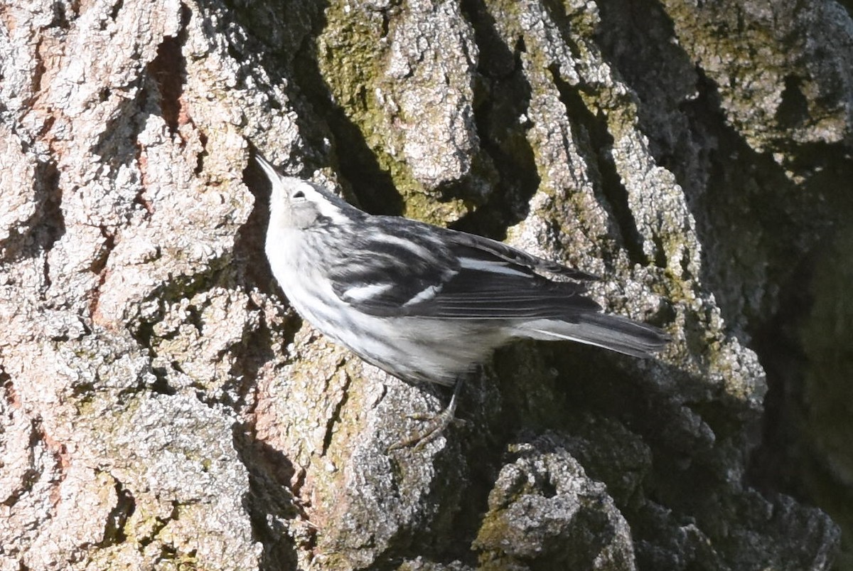 Black-and-white Warbler - ML271557461