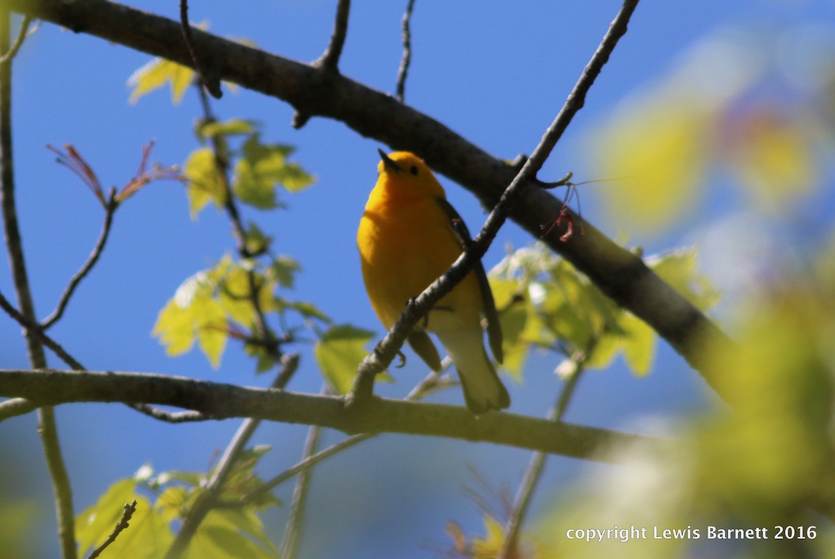 Prothonotary Warbler - ML27156201