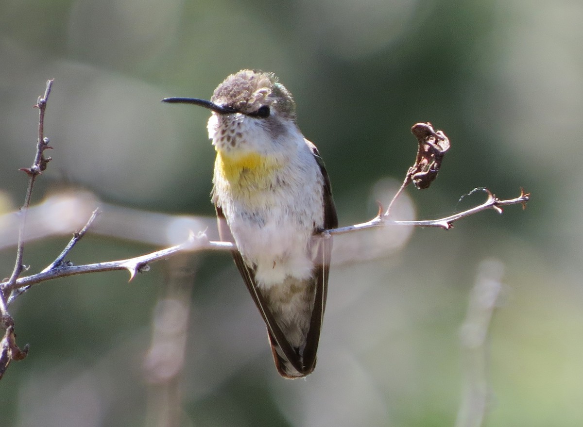 Costa's Hummingbird - ML27157621