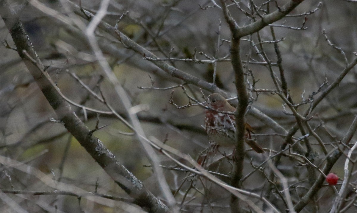 Fox Sparrow (Red) - ML271577191
