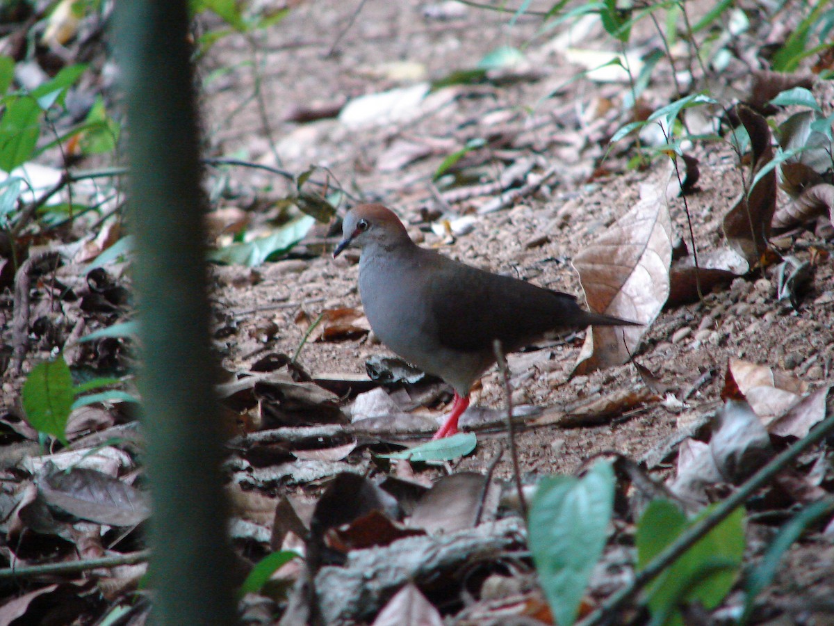 Gray-chested Dove - ML271582071