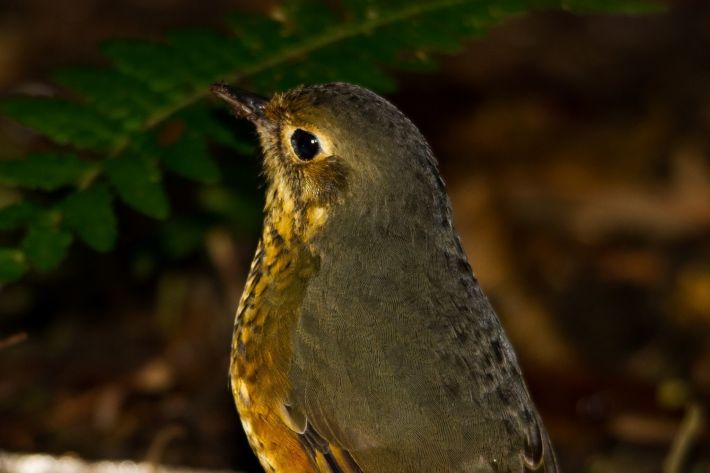 Speckle-breasted Antpitta - ML271584351
