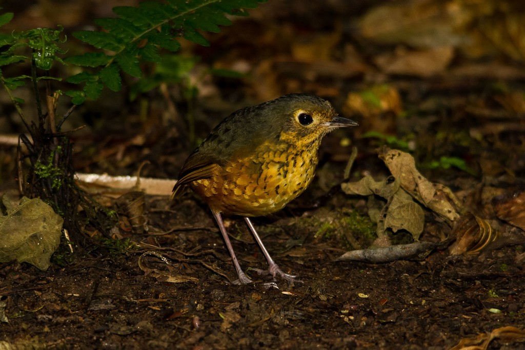 Speckle-breasted Antpitta - ML271584361