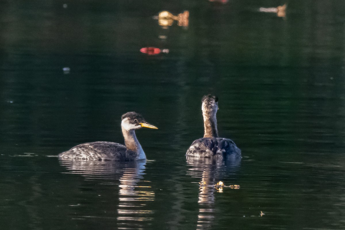 Red-necked Grebe - ML271587621