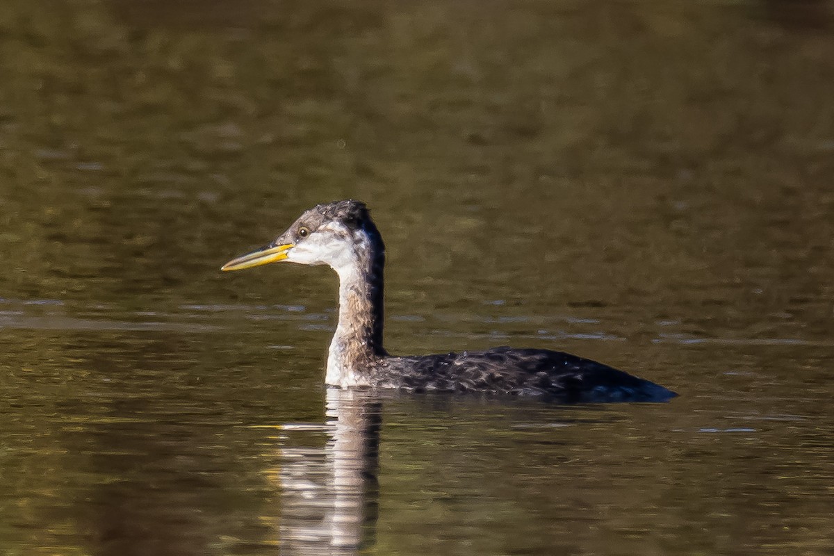 Red-necked Grebe - ML271587651