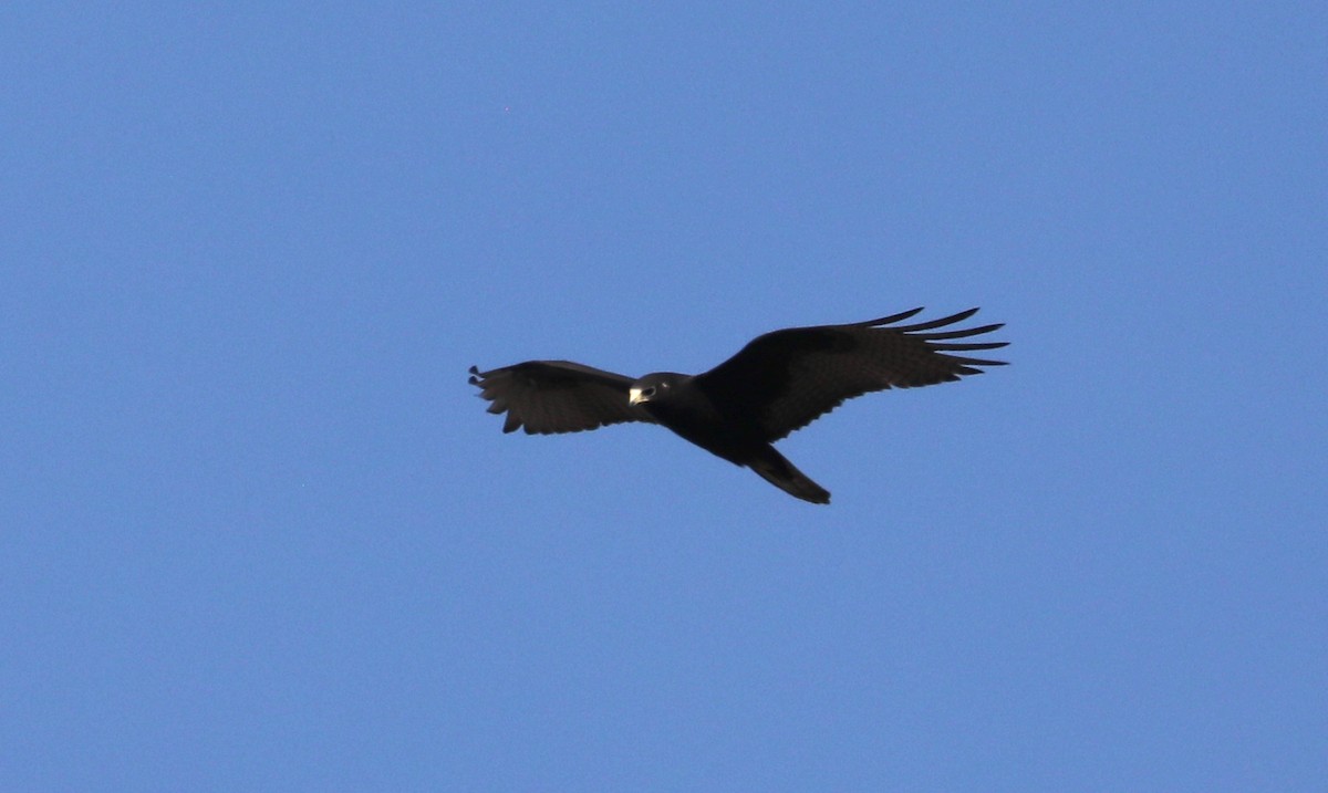 Zone-tailed Hawk - Richard Bunn