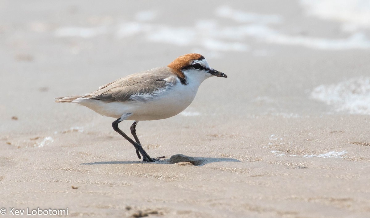 Red-capped Plover - ML271595841
