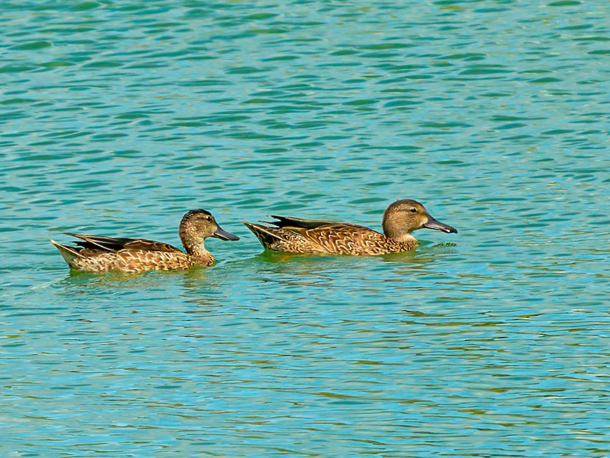 Blue-winged Teal - ML271597891