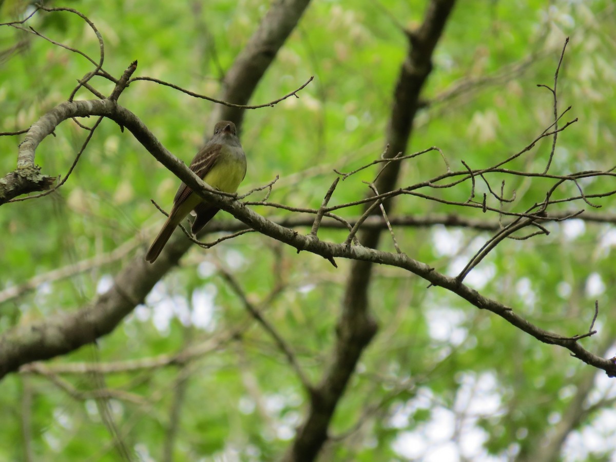 Great Crested Flycatcher - ML27161061