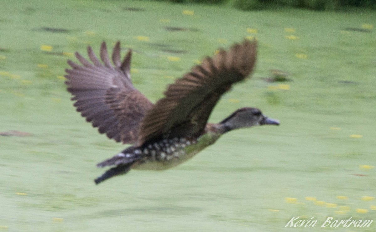 Spotted Whistling-Duck - ML271611771