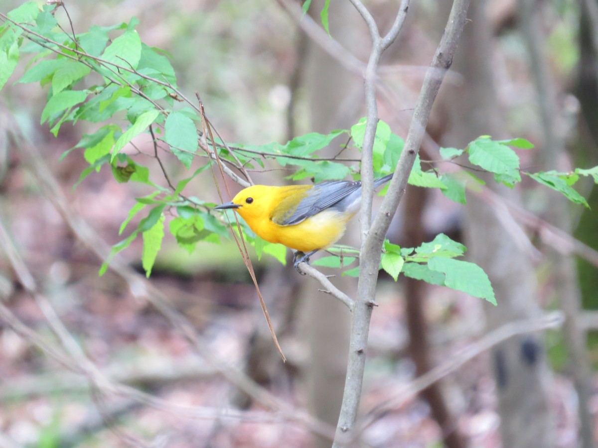 Prothonotary Warbler - ML27161321