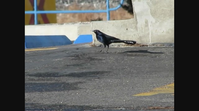 Great-tailed Grackle - ML271613861