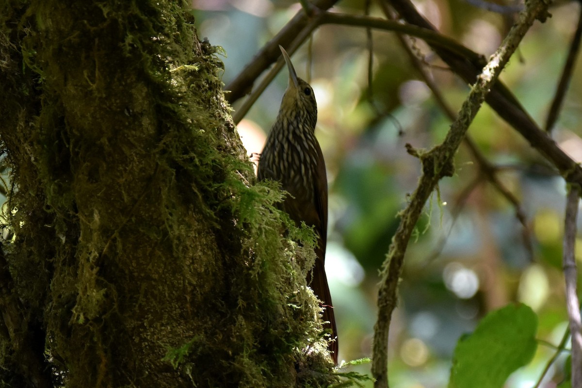 Spot-crowned Woodcreeper - ML271615211