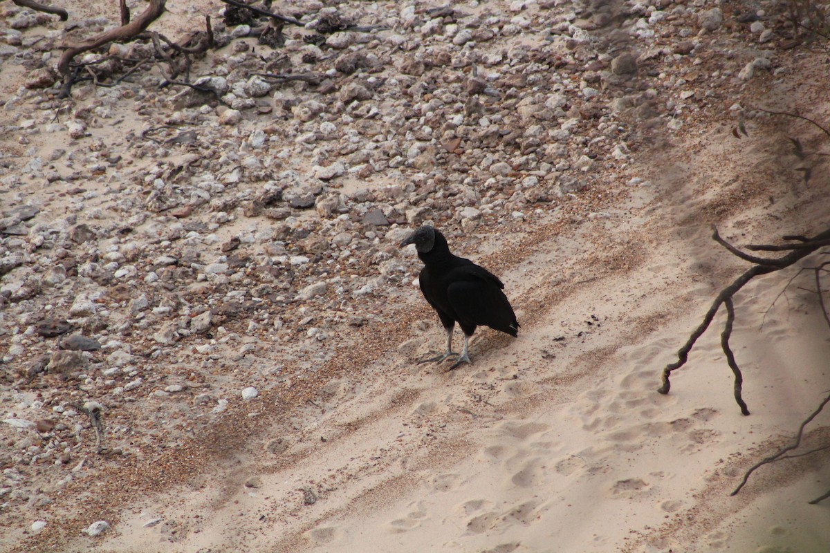 Black Vulture - ML271623061