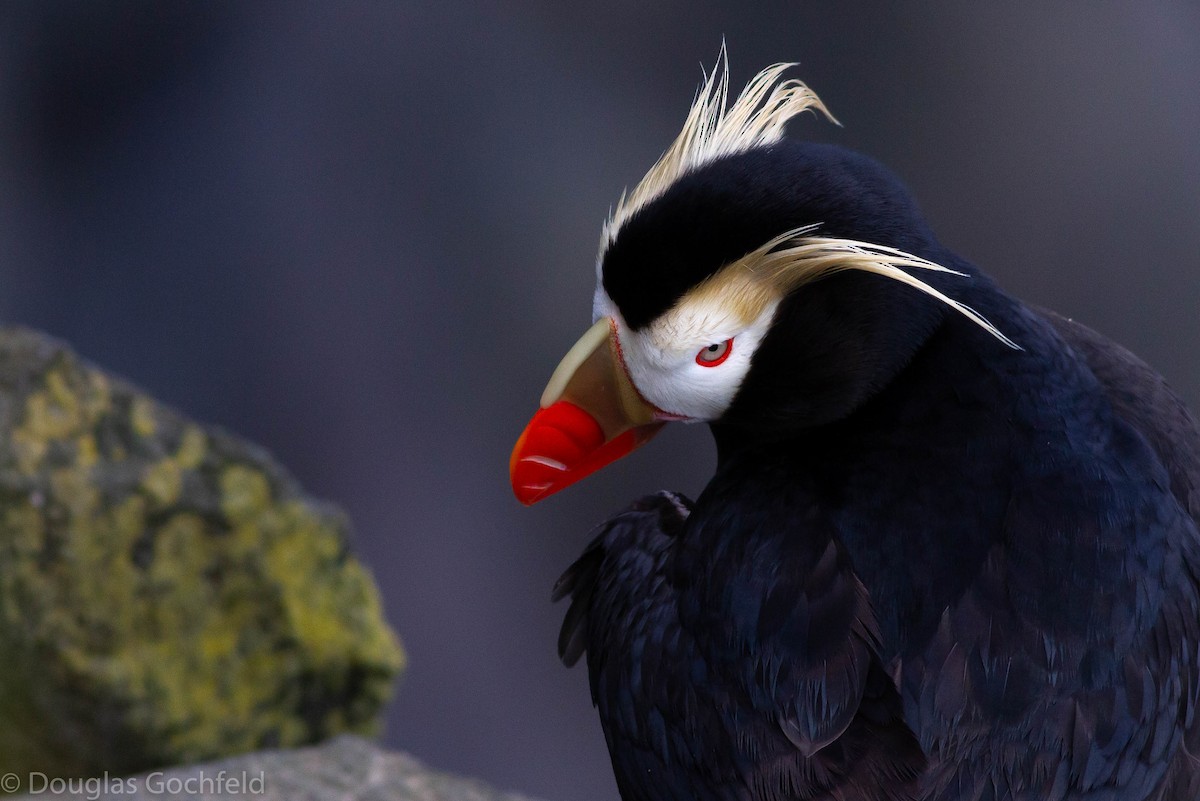 Tufted Puffin - ML271625341