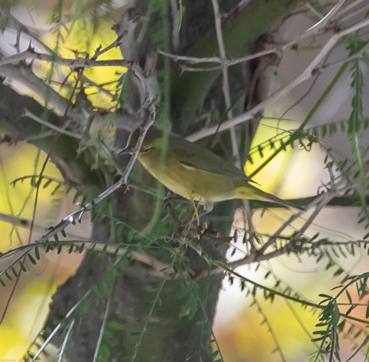 Orange-crowned Warbler - ML271626151