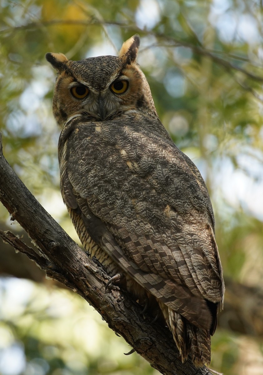 Great Horned Owl - Jon Watkins