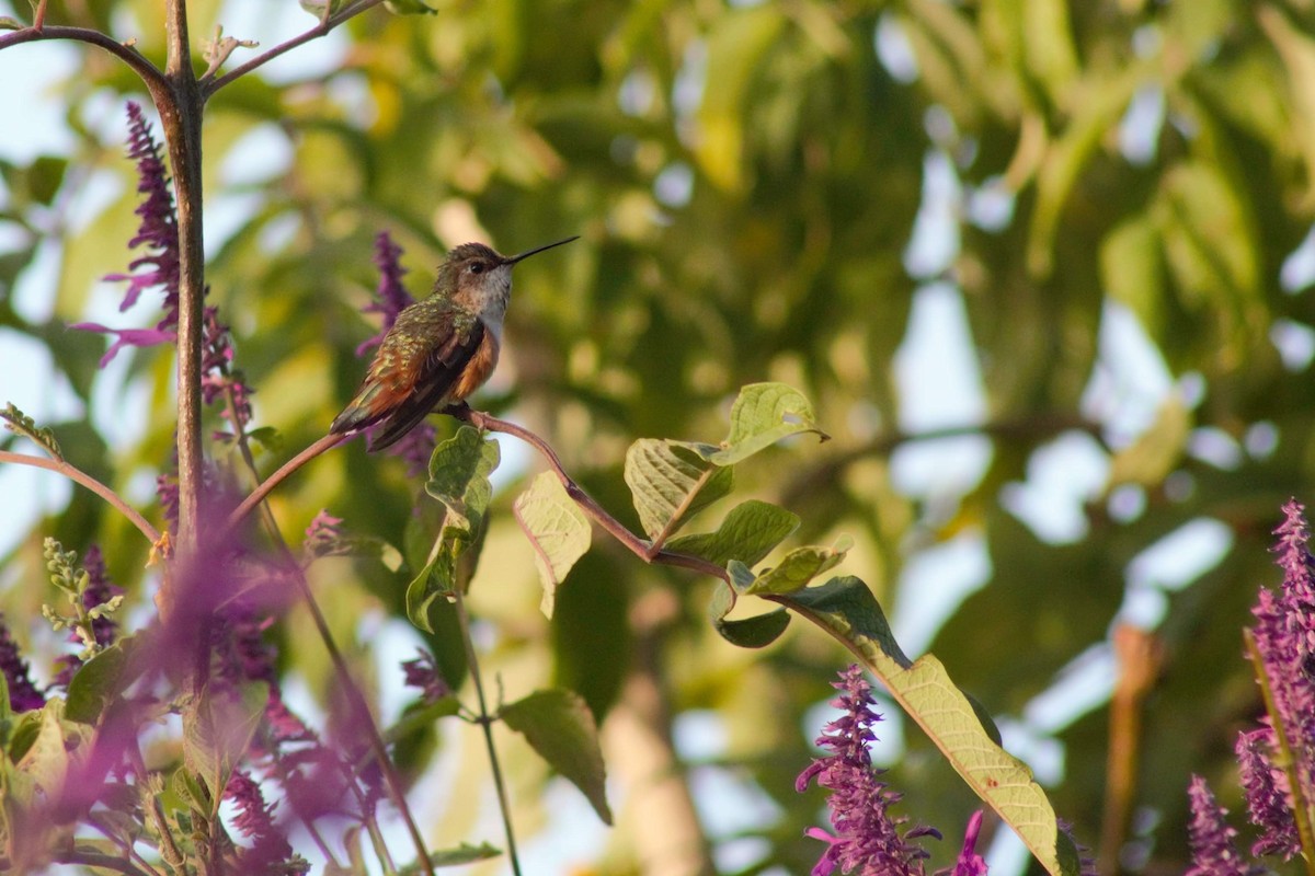 Allen's Hummingbird - Juan Arrieta