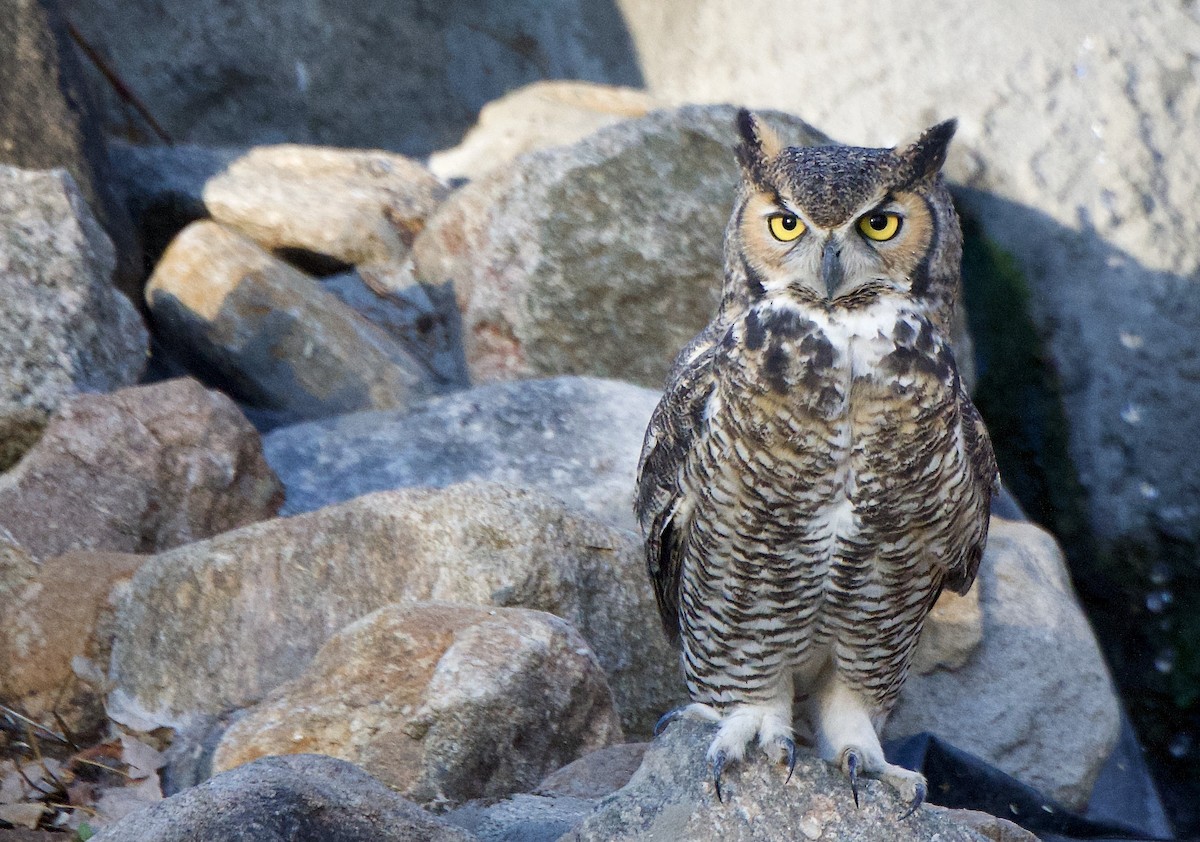 Great Horned Owl - ML271635301