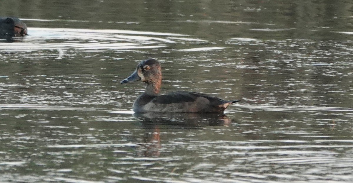 Ring-necked Duck - ML271638591