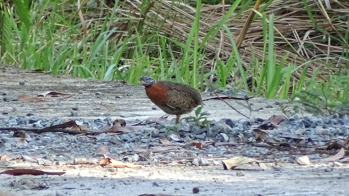 Spotted Buttonquail - ML271642421