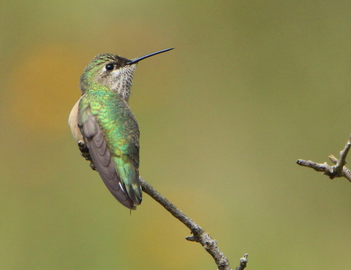 Calliope Hummingbird - Paul Lewis