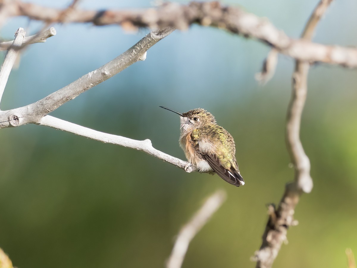 Calliope Hummingbird - ML271644031