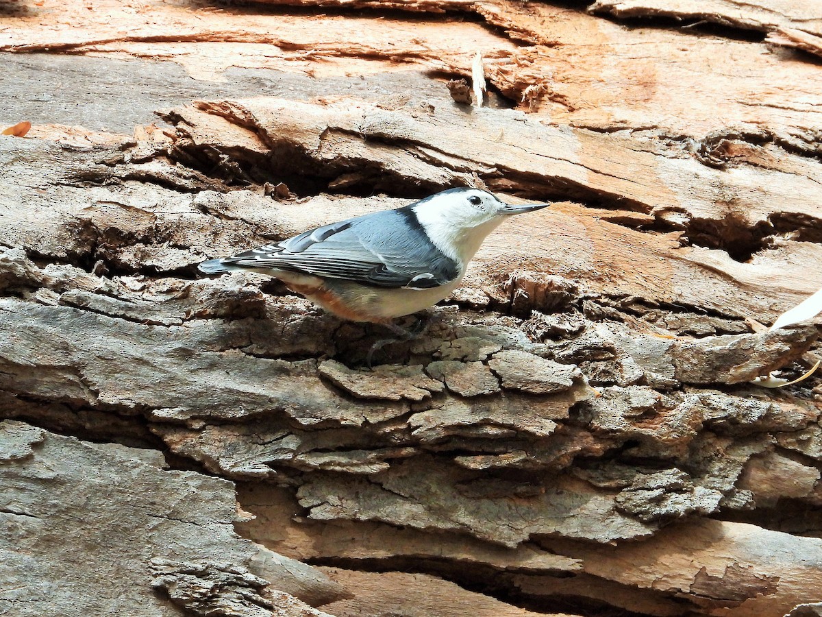White-breasted Nuthatch - ML271648891