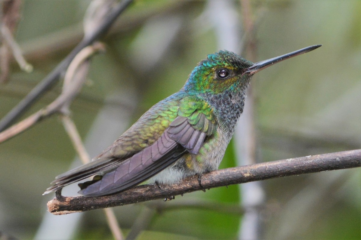 Charming Hummingbird - David Hollie