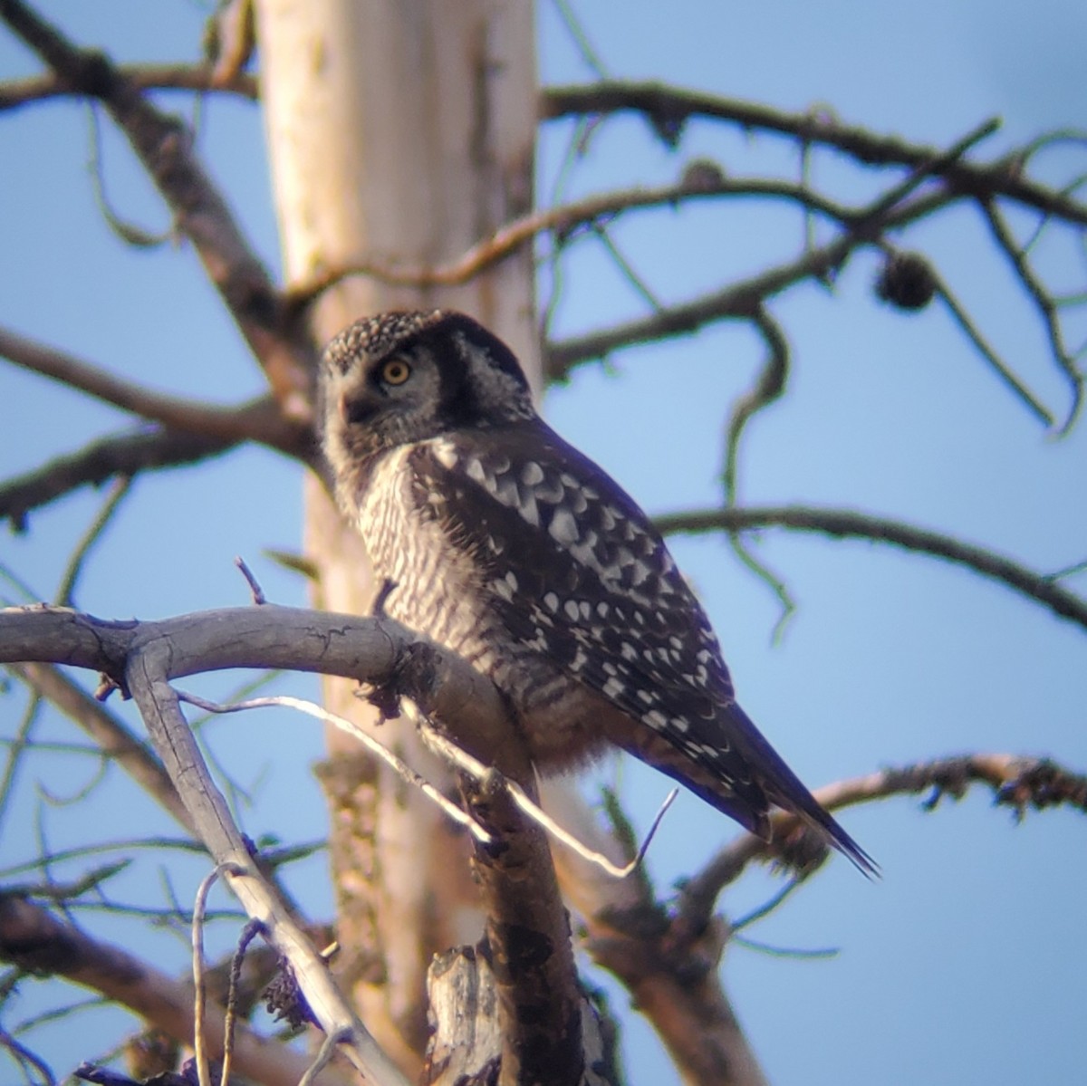 Northern Hawk Owl - Carter Strope