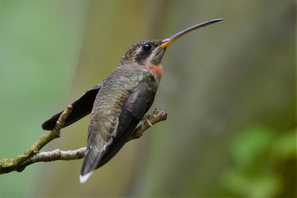 kolibřík pruhoocasý - ML27165181