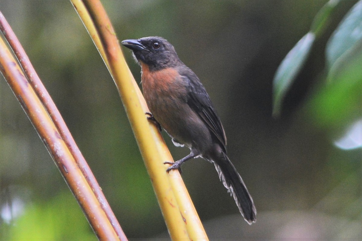 Black-cheeked Ant-Tanager - David Hollie