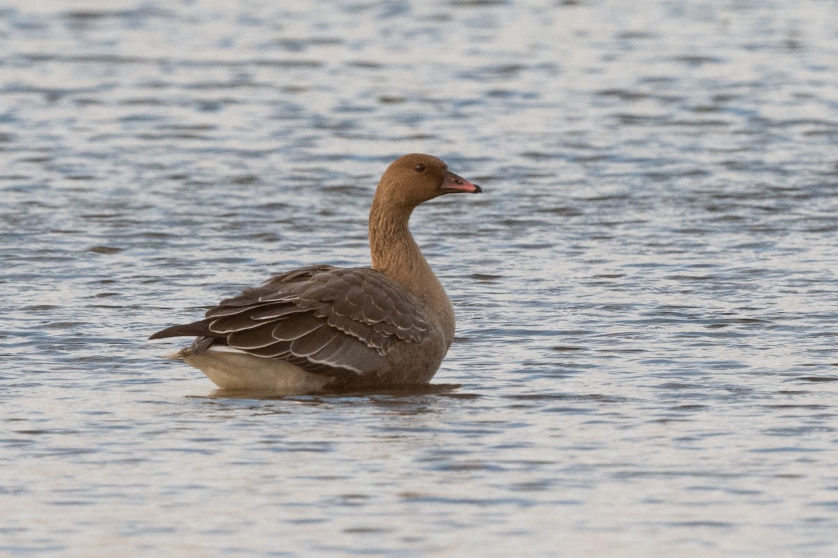 Pink-footed Goose - ML271655221