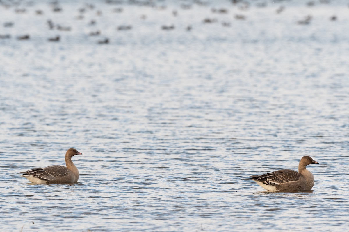 Pink-footed Goose - ML271655281
