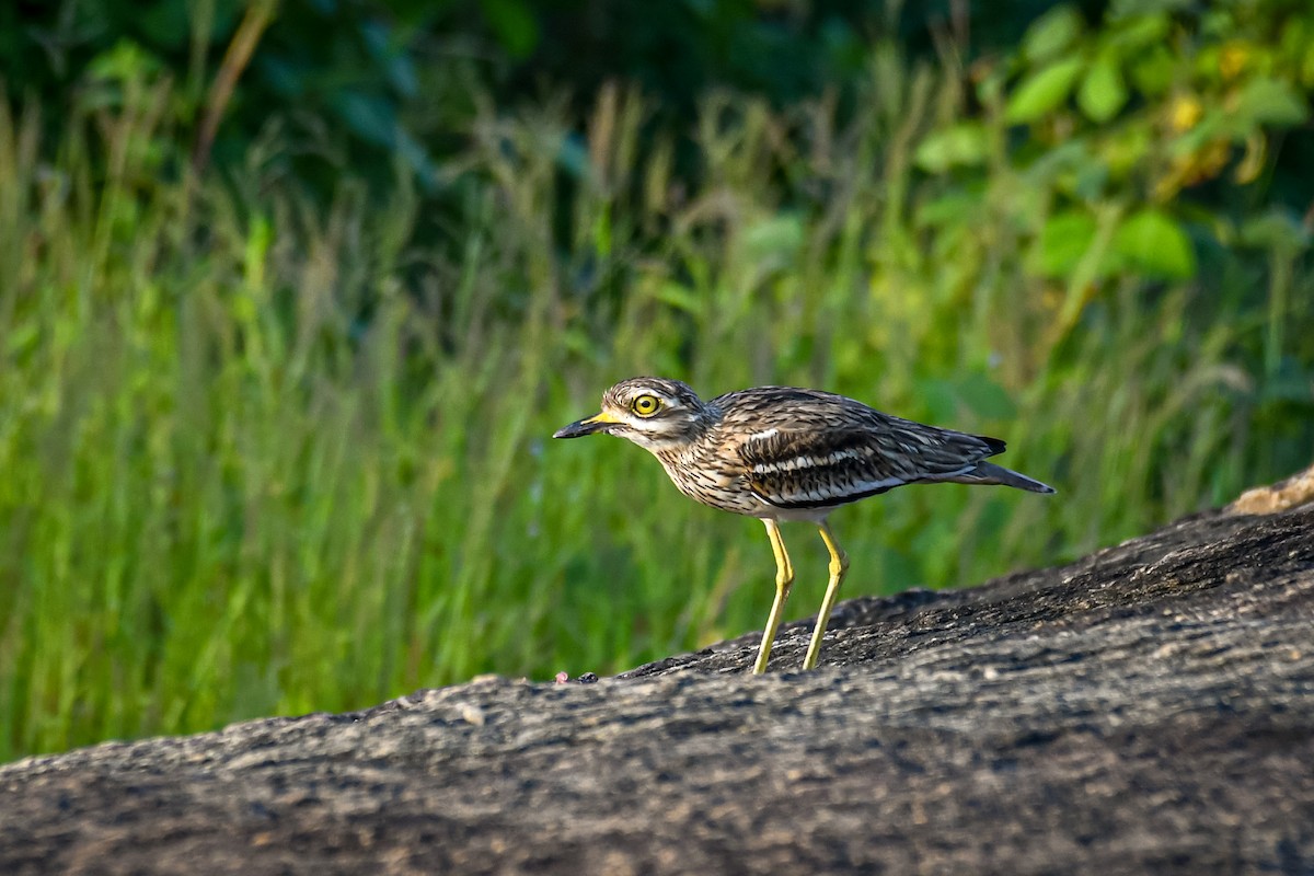 Indian Thick-knee - ML271662561