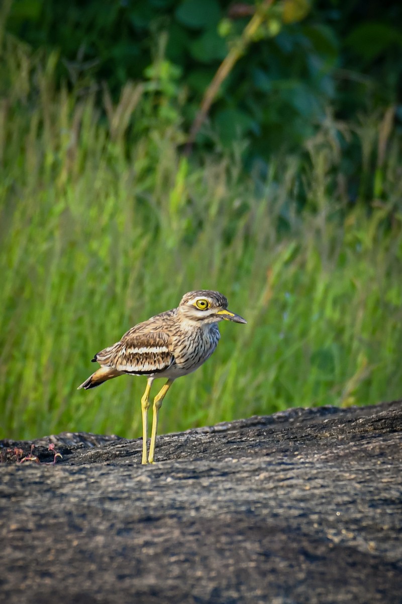 Indian Thick-knee - ML271662651