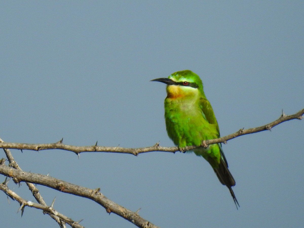 Blue-cheeked Bee-eater - Ajinkya  Supekar
