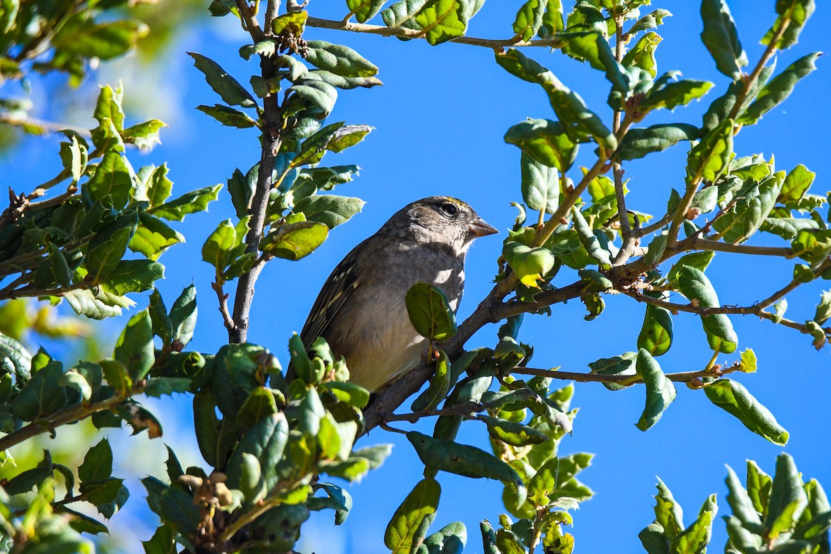 Golden-crowned Sparrow - ML271666131