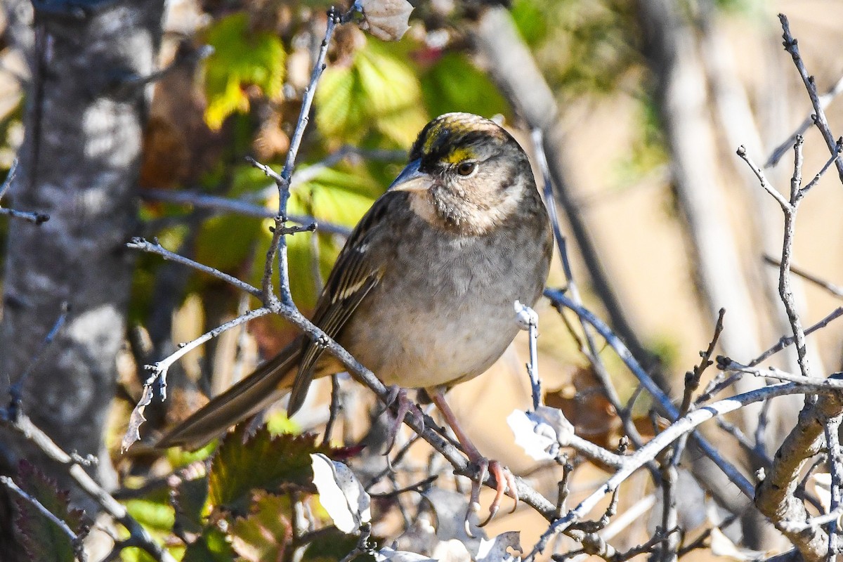 Golden-crowned Sparrow - ML271666151