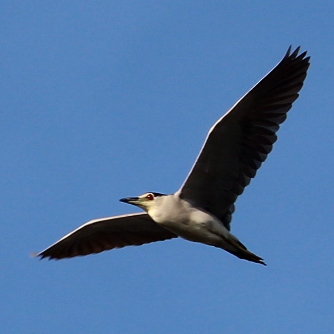 Black-crowned Night Heron - ML271668471