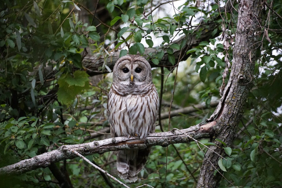 Barred Owl - ML271671311