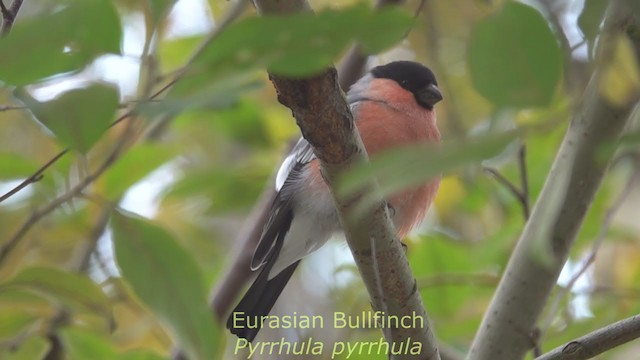 Eurasian Bullfinch - ML271671921