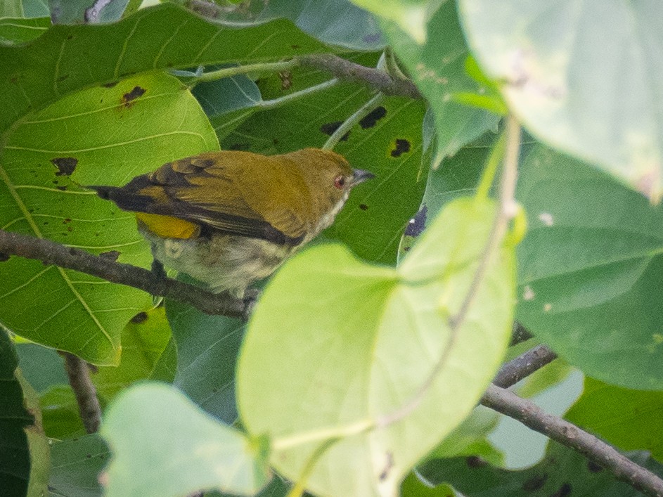 Yellow-vented Flowerpecker - ML271673781